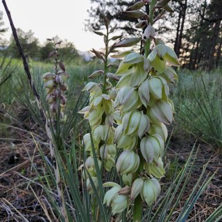 Peregrine Pines FamCamp - US Air Force Academy, Colorado - RV LIFE