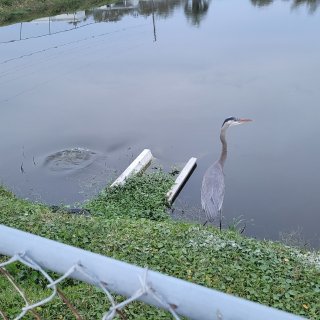 Florida Pines Mobile Home Court - Venice, Florida - RV LIFE Campground